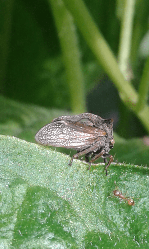 Centrotus cornutus (Membracidae) con sua esuvia?